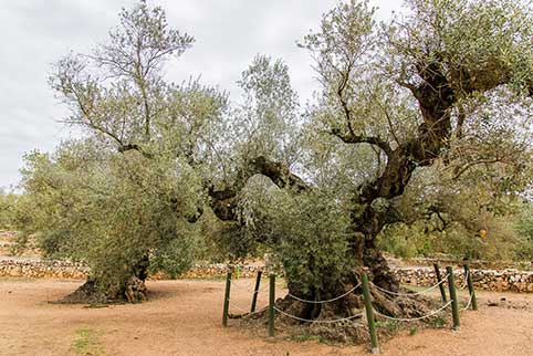 olivetree