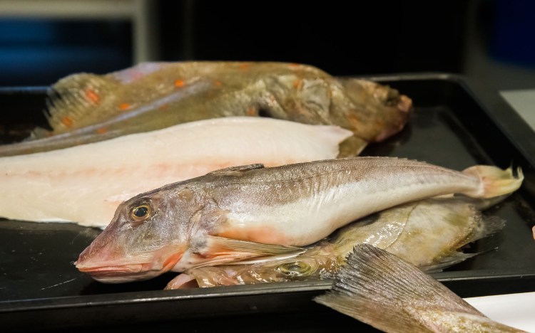 Gurnard fish in Hastings